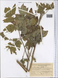 Клопогон вонючий L., Сибирь, Западный (Казахстанский) Алтай (S2a) (Казахстан)