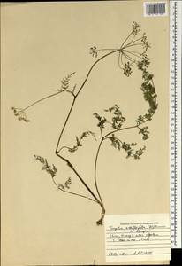 Meeboldia achilleifolia (Wall. ex DC.) P.K. Mukherjee & L. Constance, Зарубежная Азия (ASIA) (КНР)