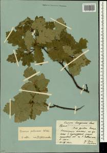 Дуб пушистый Willd., Крым (KRYM) (Россия)