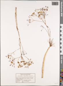 Sonchus capillaris Svent., Африка (AFR) (Испания)