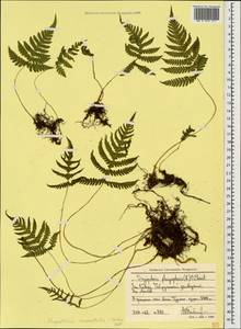 Фегоптерис связывающий, Буковник обыкновенный (Michx.) Watt, Кавказ, Ставропольский край, Карачаево-Черкесия, Кабардино-Балкария (K1b) (Россия)