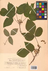 Toxicodendron orientale subsp. orientale, Сибирь, Дальний Восток (S6) (Россия)
