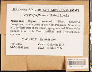 Warnstorfia fluitans (Hedw.) Loeske, Гербарий мохообразных, Мхи - Карелия, Ленинградская и Мурманская области (B4) (Россия)