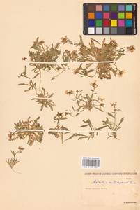 Новочеточник скрученный (Steph.) Hedge & J.Léonard, Восточная Европа, Нижневолжский район (E9) (Россия)