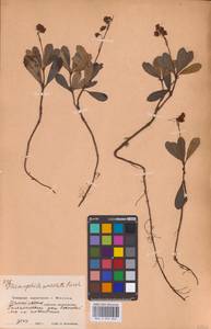 Зимолюбка зонтичная (L.) W.P.C.Barton, Восточная Европа, Московская область и Москва (E4a) (Россия)