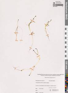 Coptidium lapponicum (L.) Á.Löve & D.Löve, Сибирь, Чукотка и Камчатка (S7) (Россия)