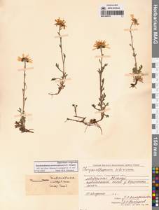 Chrysanthemum zawadzkii subsp. peleiolepis (Trautv.) Zuev, Сибирь, Чукотка и Камчатка (S7) (Россия)