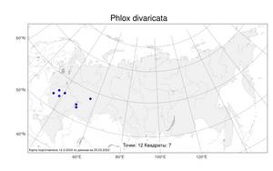 Phlox divaricata, Флокс растопыренный L., Атлас флоры России (FLORUS) (Россия)