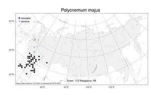 Polycnemum majus, Хруплявник большой A. Braun, Атлас флоры России (FLORUS) (Россия)
