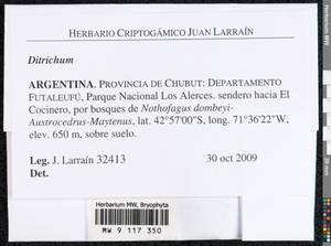 Ditrichum, Гербарий мохообразных, Мхи - Америка (BAm) (Аргентина)