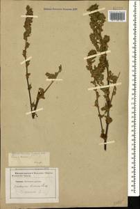 Стальник полевой L., Кавказ, Ставропольский край, Карачаево-Черкесия, Кабардино-Балкария (K1b) (Россия)