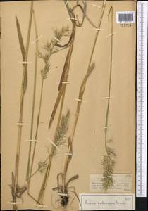 Avenula pubescens (Huds.) Dumort., Средняя Азия и Казахстан, Джунгарский Алатау и Тарбагатай (M5) (Казахстан)