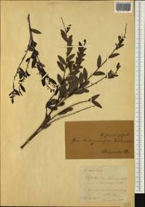 Phyllanthus bourgeoisii Baill., Австралия и Океания (AUSTR) (Новая Каледония)