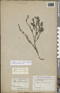 Липучка поникшая (Lehm.) Menyh., Восточная Европа, Южно-Украинский район (E12) (Украина)