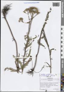 Тысячелистник обыкновенный L., Восточная Европа, Средневолжский район (E8) (Россия)