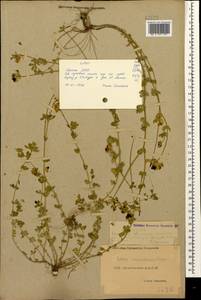 Lotus corniculatus subsp. corniculatus, Кавказ, Дагестан (K2) (Россия)