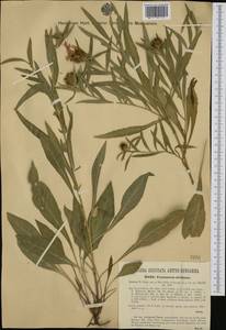 Centaurea nervosa Willd., Западная Европа (EUR) (Италия)