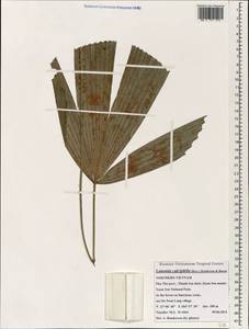 Lanonia calciphila (Becc.) A.J.Hend. & C.D.Bacon, Зарубежная Азия (ASIA) (Вьетнам)