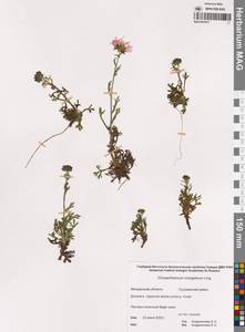 Chrysanthemum zawadzkii subsp. peleiolepis (Trautv.) Zuev, Сибирь, Чукотка и Камчатка (S7) (Россия)