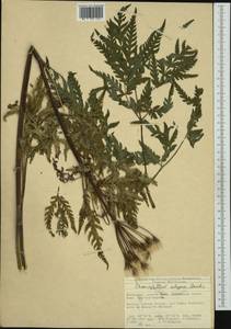 Chaerophyllum elegans Gaudin, Западная Европа (EUR) (Швейцария)