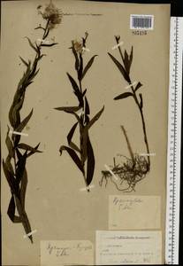 Pentanema salicinum subsp. salicinum, Восточная Европа, Северо-Западный район (E2) (Россия)