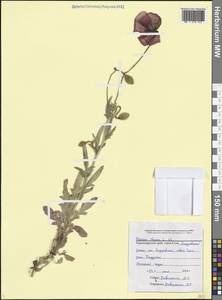 Мак самосейка L., Кавказ, Черноморское побережье (от Новороссийска до Адлера) (K3) (Россия)