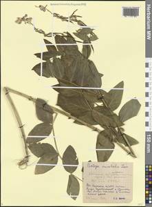 Козлятник восточный Lam., Кавказ, Дагестан (K2) (Россия)