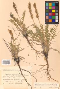 Остролодочник Васильченко Jurtzev, Сибирь, Дальний Восток (S6) (Россия)