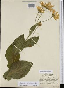 Doronicum austriacum Jacq., Западная Европа (EUR) (Болгария)
