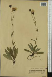 Hieracium chondrillifolium subsp. jaborneggii (Pacher) Zahn, Западная Европа (EUR) (Германия)