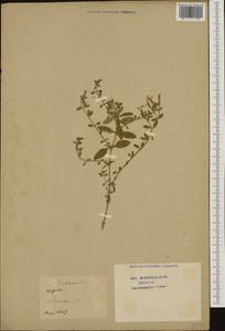 Dianthus nudiflorus Griff., Западная Европа (EUR) (Франция)