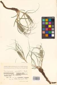 Gelasia ensifolia (M. Bieb.) Zaika, Sukhor. & N. Kilian, Восточная Европа, Нижневолжский район (E9) (Россия)