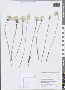 Eriophorum × medium Andersson, Сибирь, Якутия (S5) (Россия)