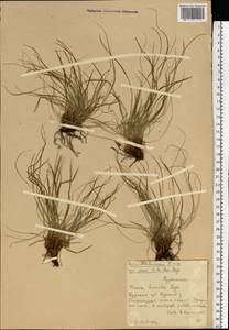 Осока низкая Leyss., Восточная Европа, Центральный лесостепной район (E6) (Россия)