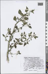 Solanum nitidibaccatum Bitter, Восточная Европа, Волжско-Камский район (E7) (Россия)