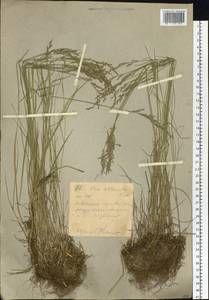 Мятлик оттянутый Trin., Сибирь, Западный (Казахстанский) Алтай (S2a) (Казахстан)