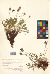 Остролодочник охотский Bunge, Сибирь, Чукотка и Камчатка (S7) (Россия)