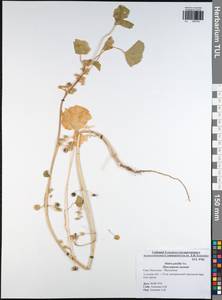 Просвирник низкий Sm., Восточная Европа, Центральный район (E4) (Россия)