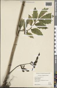 Валериана волжская Kazak., Восточная Европа, Московская область и Москва (E4a) (Россия)