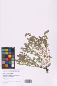 Thymus pannonicus All., Восточная Европа, Нижневолжский район (E9) (Россия)