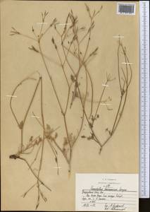 Chaerophyllum khorassanicum Czern. ex Schischk., Средняя Азия и Казахстан, Копетдаг, Бадхыз, Малый и Большой Балхан (M1) (Туркмения)