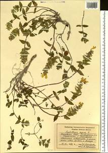 Шлемник приземистый L., Восточная Европа, Средневолжский район (E8) (Россия)