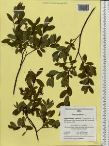 Ива черничная L., Восточная Европа, Северный район (E1) (Россия)