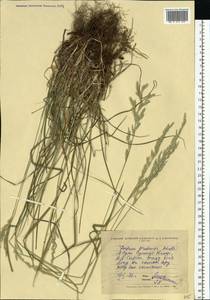 Lolium pratense (Huds.) Darbysh., Восточная Европа, Северо-Украинский район (E11) (Украина)