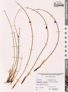 Ситник Генке E.Mey., Сибирь, Чукотка и Камчатка (S7) (Россия)