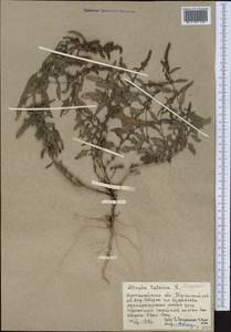 Лебеда татарская L., Средняя Азия и Казахстан, Муюнкумы, Прибалхашье и Бетпак-Дала (M9) (Казахстан)