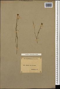 Dianthus orientalis subsp. orientalis, Кавказ, Армения (K5) (Армения)