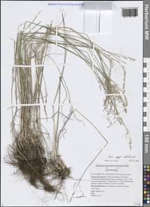 Мятлик разноцветный Besser, Сибирь, Дальний Восток (S6) (Россия)