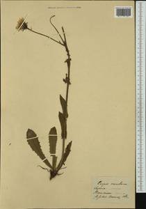 Crepis pontana (L.) Dalla Torre, Западная Европа (EUR)