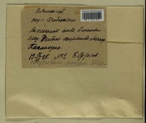 Polytrichum juniperinum Hedw., Гербарий мохообразных, Мхи - Пермский край, Удмуртия, Свердловская и Кировская области (B8) (Россия)